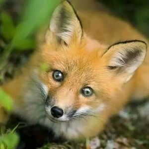 Meet your Posher, Irmina